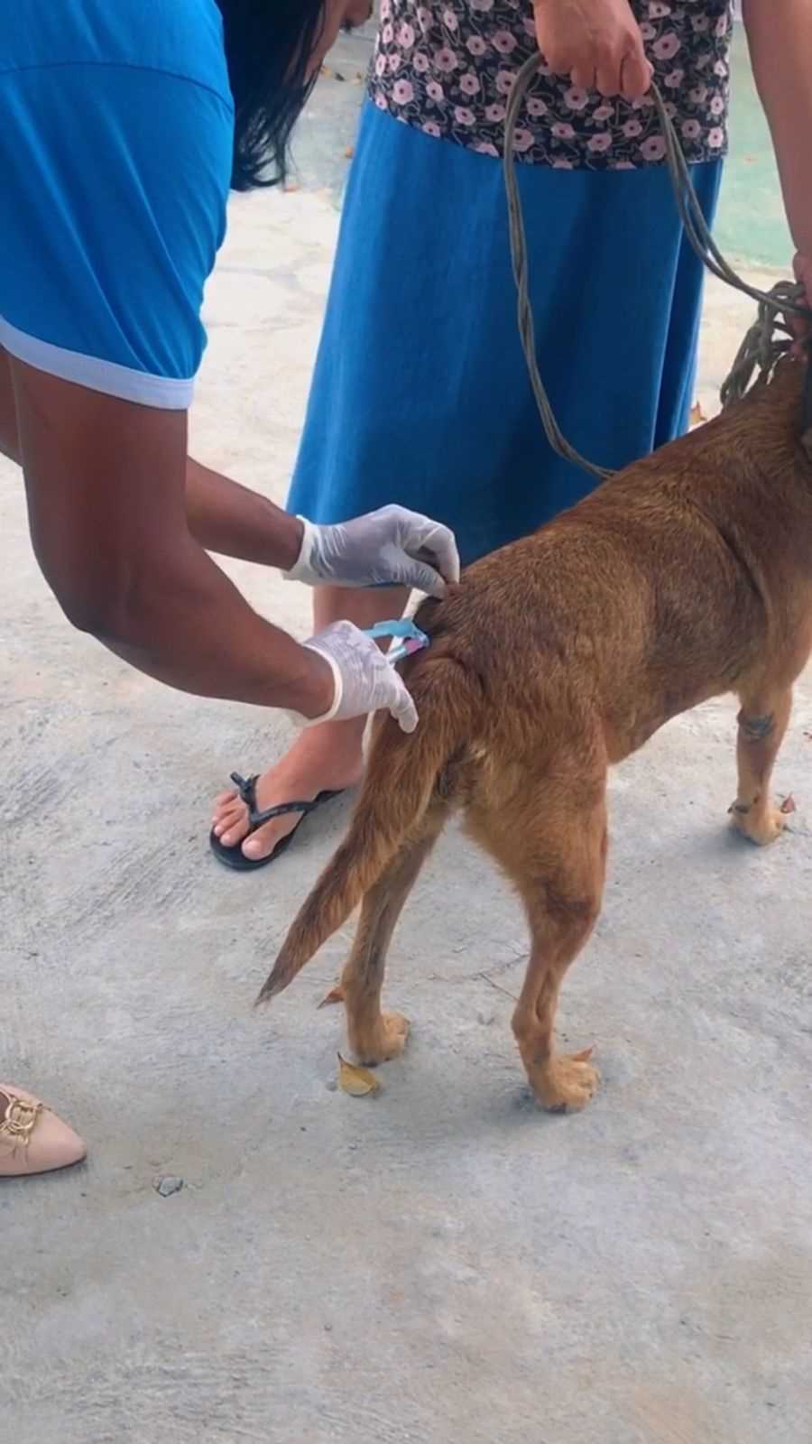 Camacã: Prefeitura realizou vacinação contra a raiva em cães e gatos